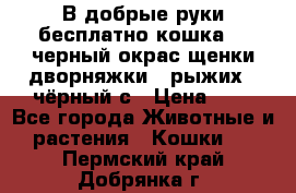 В добрые руки бесплатно,кошка,2.5черный окрас,щенки дворняжки,3 рыжих 1 чёрный,с › Цена ­ - - Все города Животные и растения » Кошки   . Пермский край,Добрянка г.